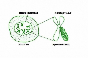 Ролята на хроматида в процеса на клетъчно делене Ролята на хроматида в процеса на клетъчно делене
